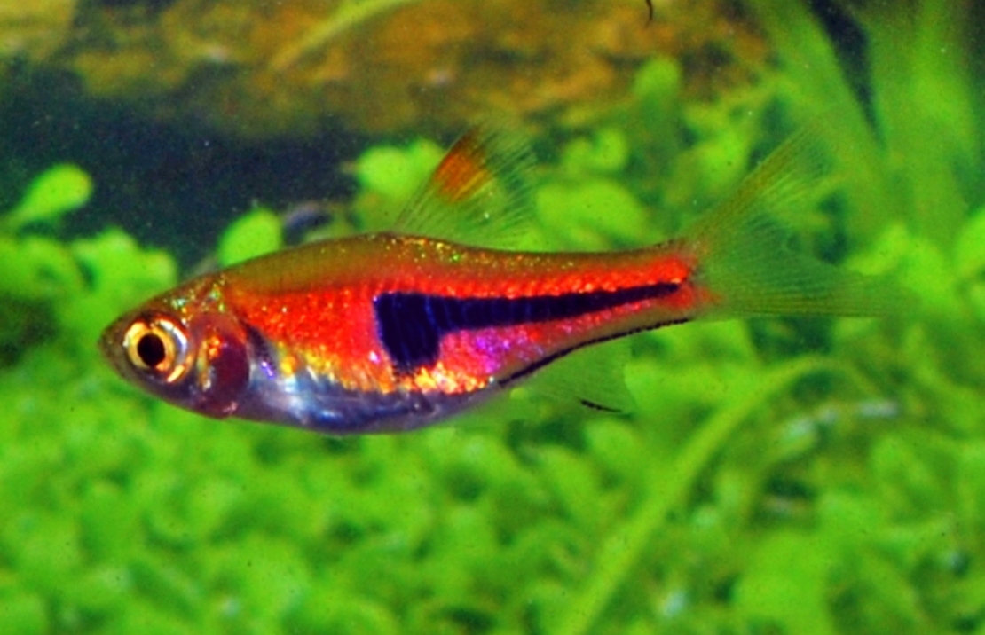 Rasbora De Lambchop