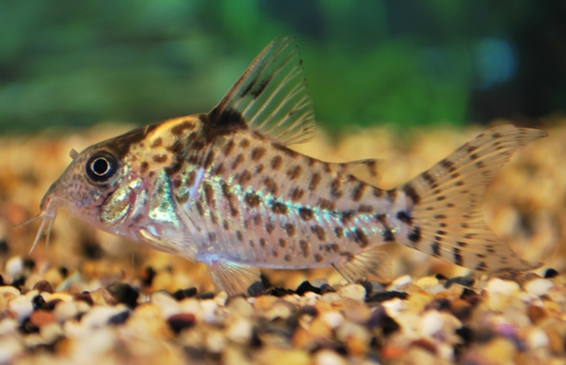 Corydoras D'agassiz