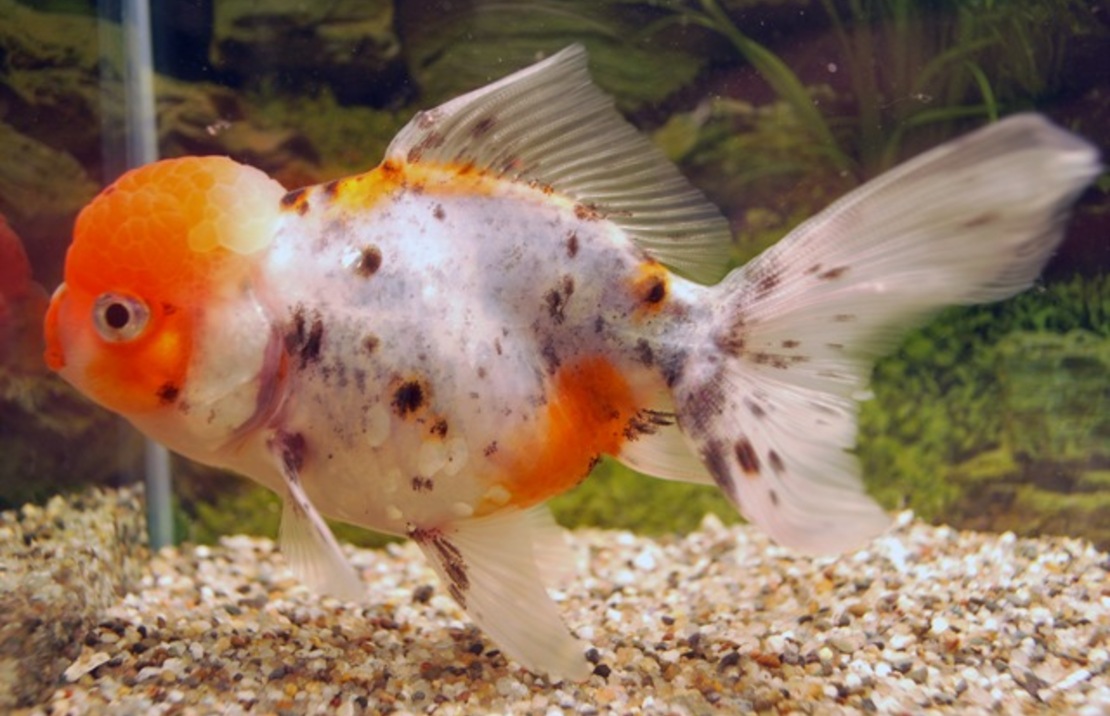 TÊte De Lion Calico