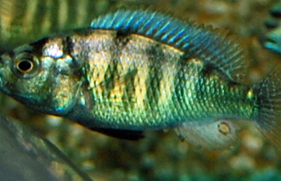 Victoria Buntbarsch Ch44