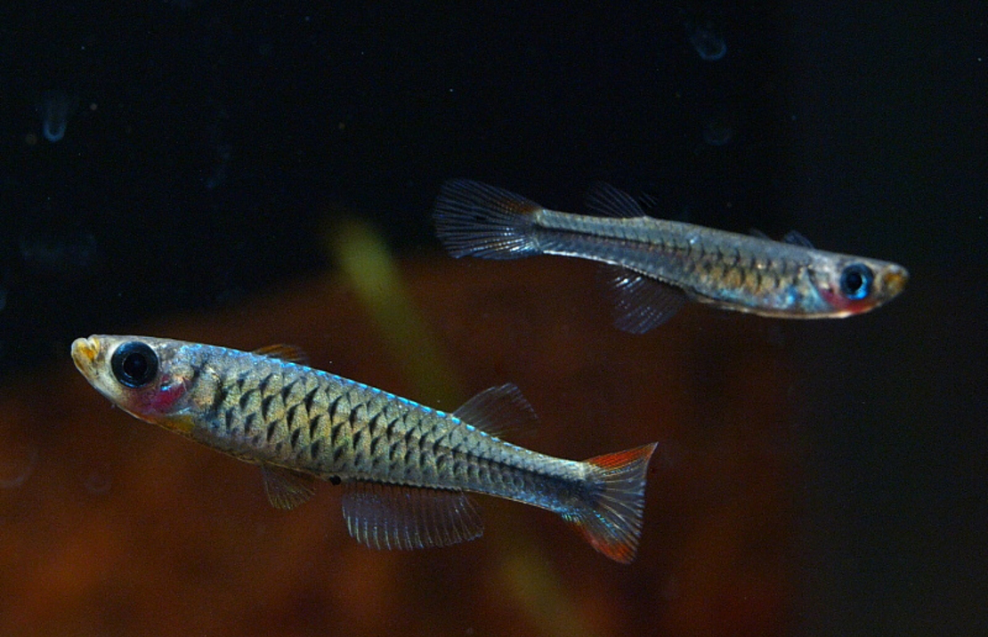 Lichtoogje Stictopleuron