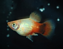 Platy Neon Blanc Orange Mickey