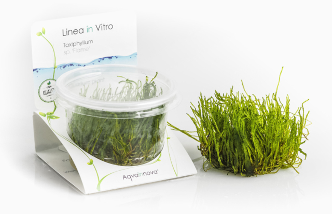 Taxiphyllum Sp. 'flame' - In Vitro Cup