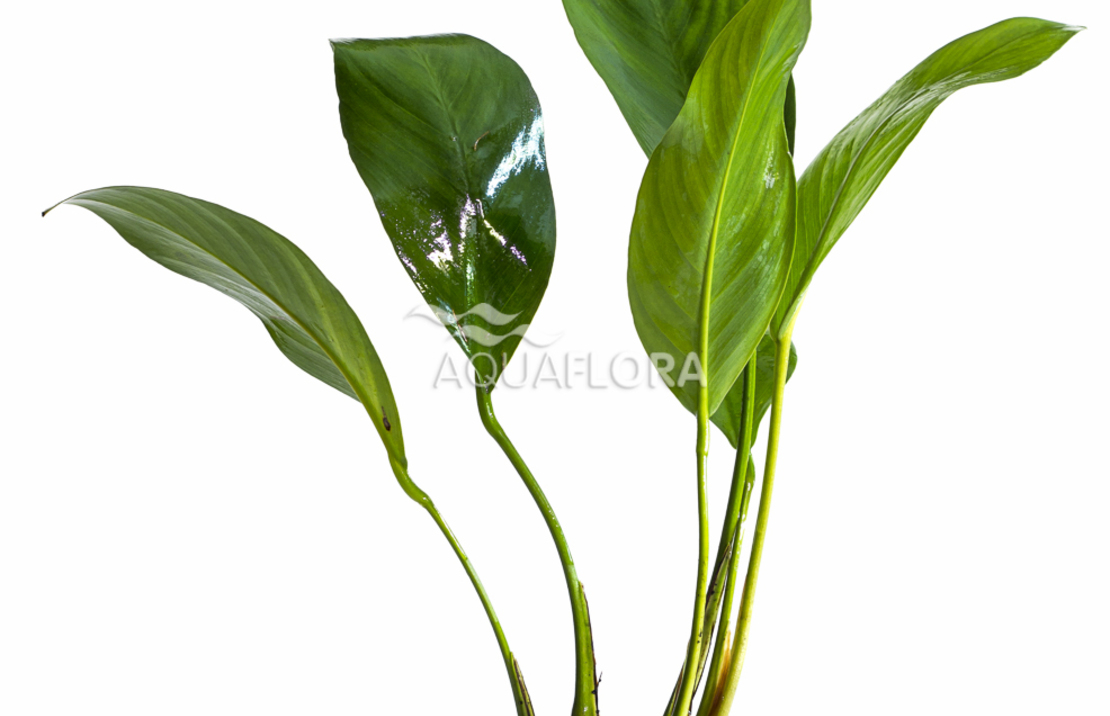 Anubias Congensis - Pe