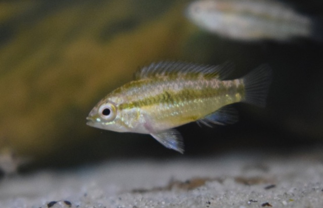 Apisto À Trois Bandes 