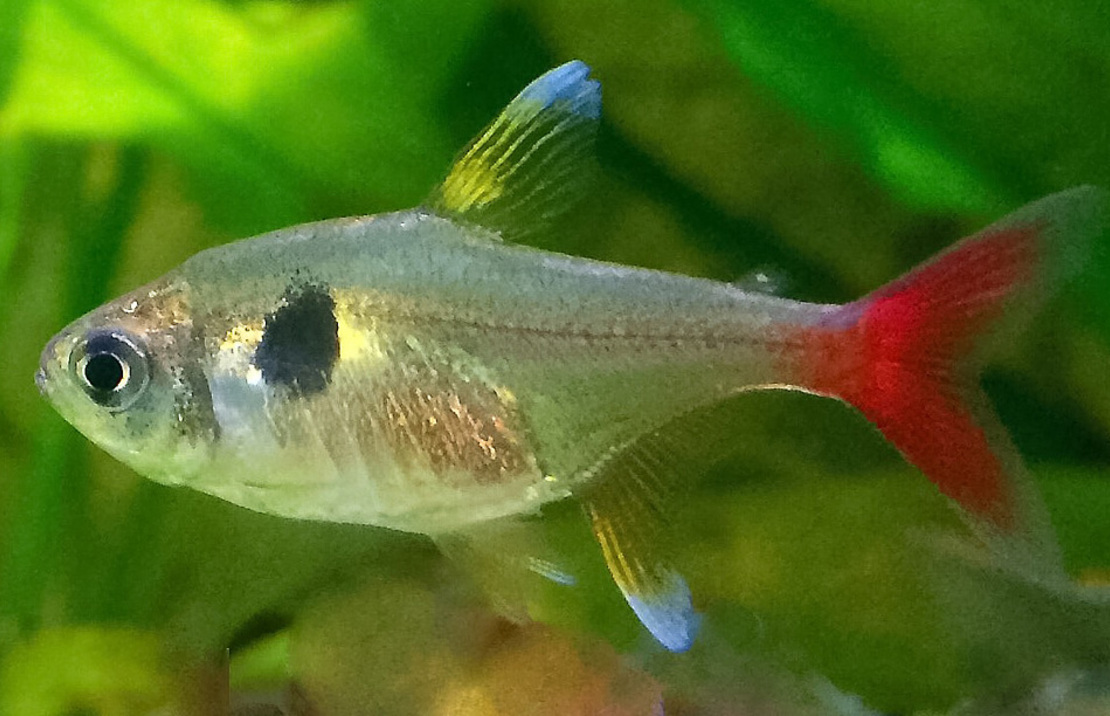 Gelber Phantomsalmler