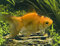 Voile De Chine Rouge/noir