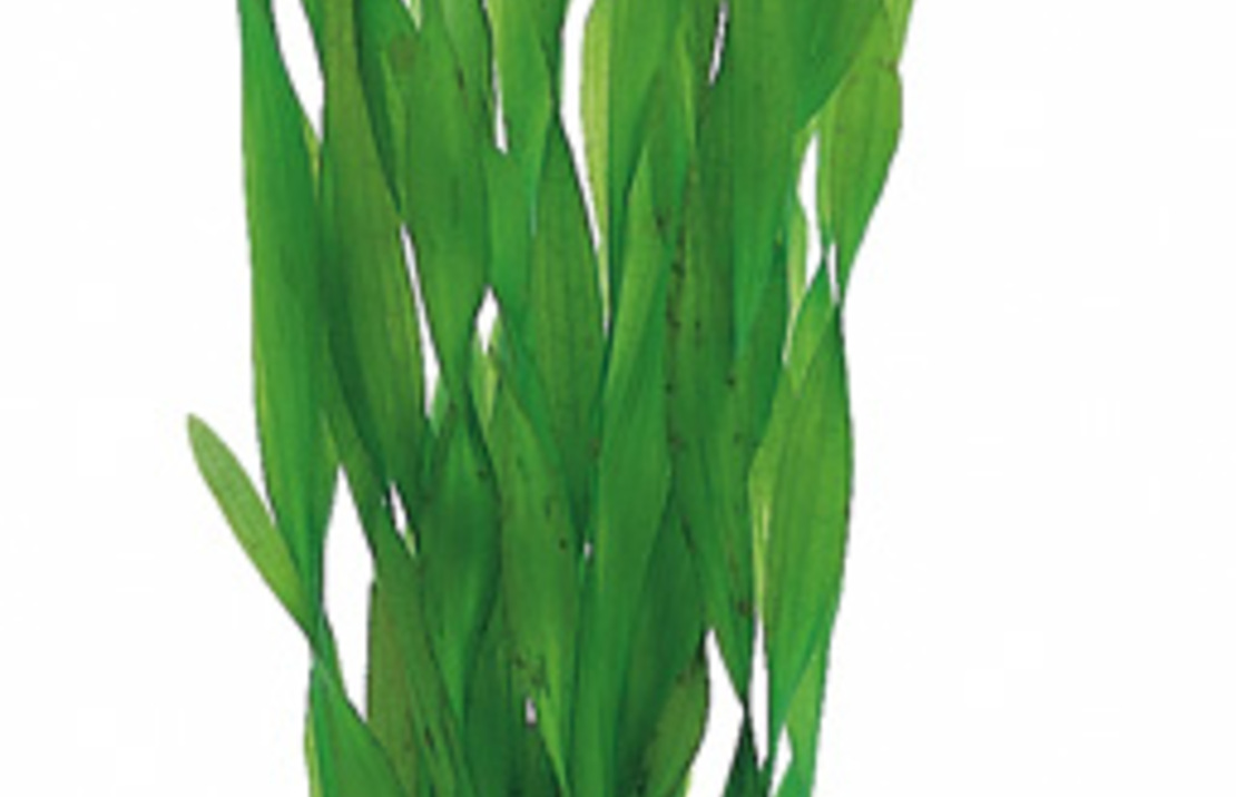 Vallisneria Asiatica - Ps