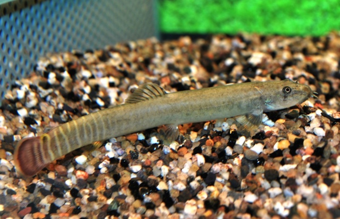 Indische Rotflossenschmerle