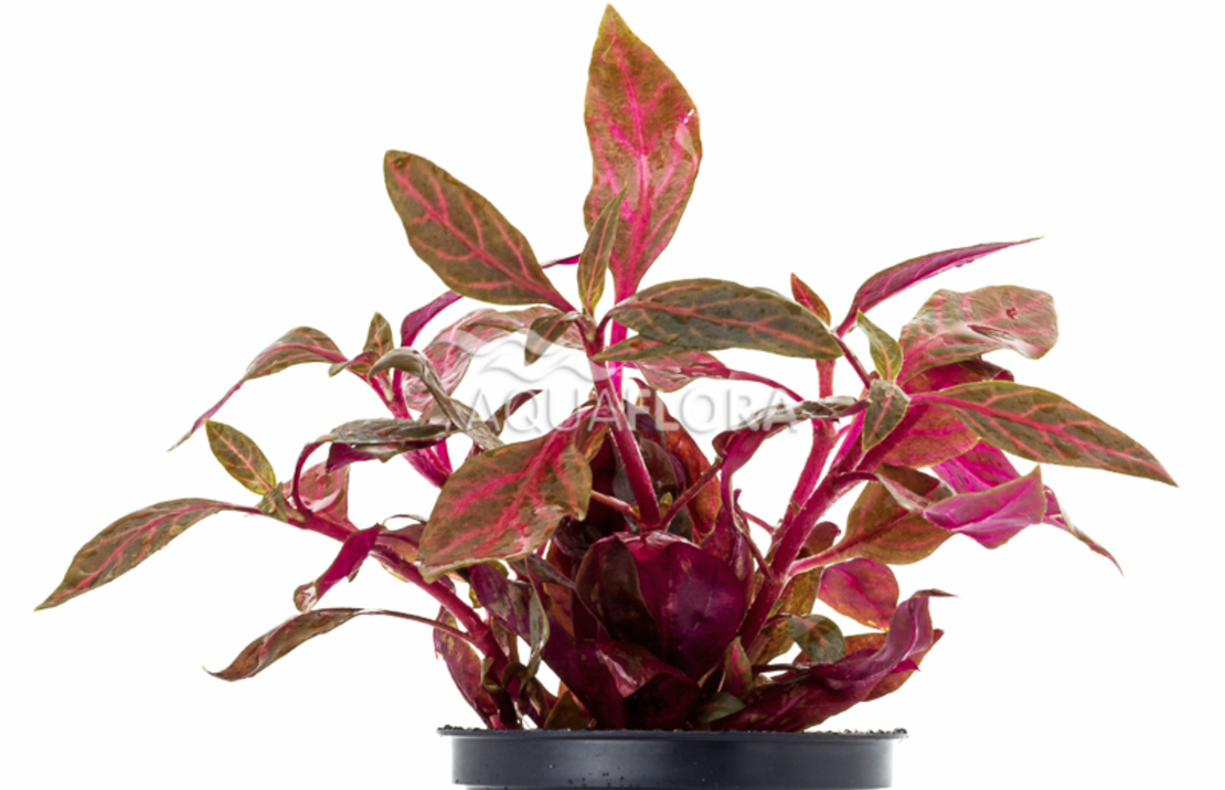 Alternanthera Reineckii 'rosanervig' - Pe