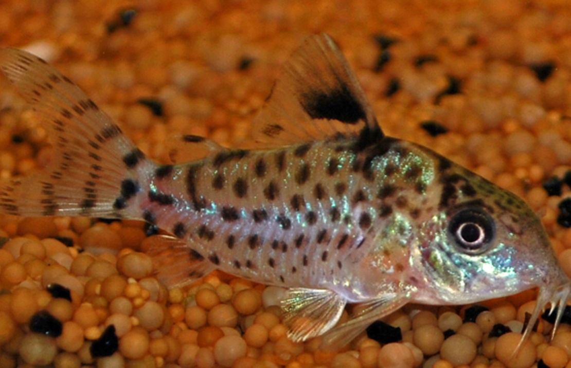 Zwartvin Pantsermeerval