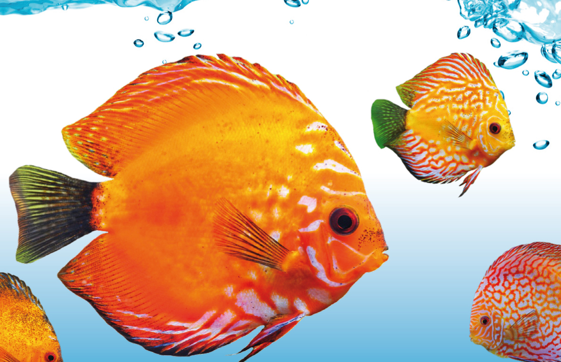 Degen Baby Menu Blister 2 X 100 Gr.