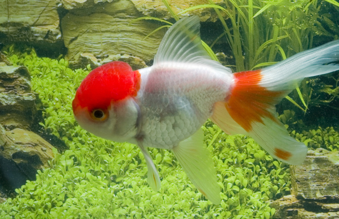 TÊte De Lion Rouge/blanc