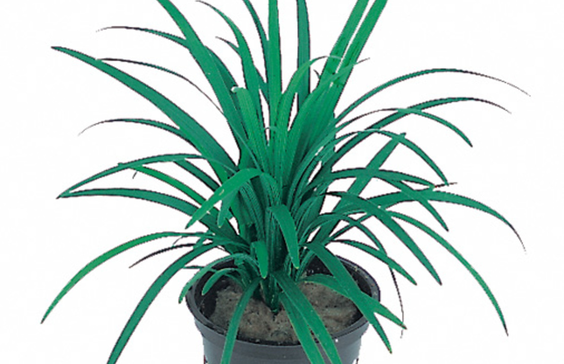 Ophiopogon Japonica 'pussilus' - Pt