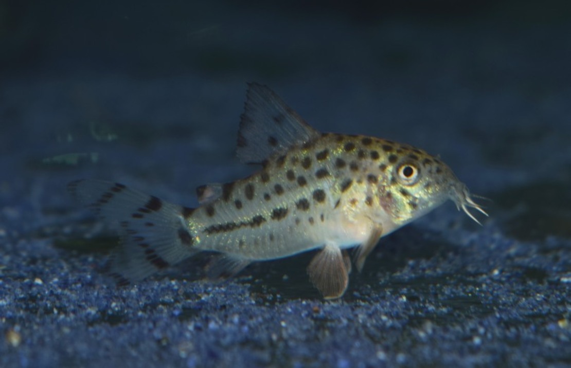 Pantsermeerval Knaacki