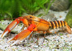 Écrevisse