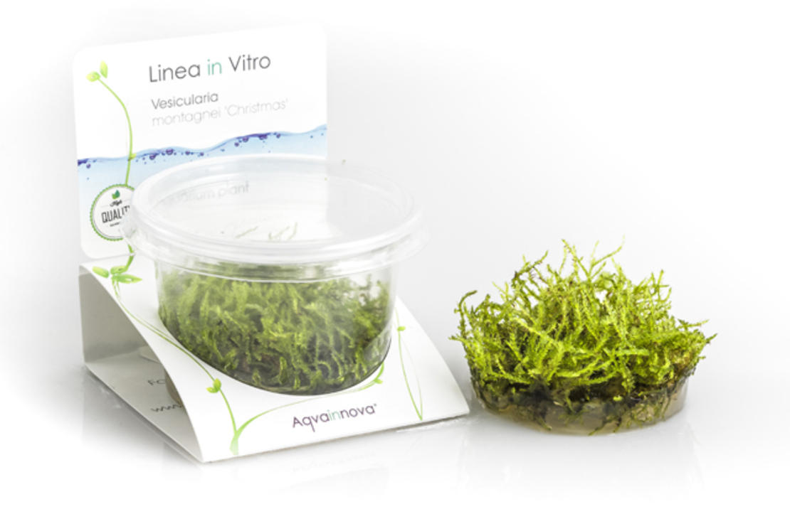 Vesicularia Montagnei 'christmas' - In Vitro Cup