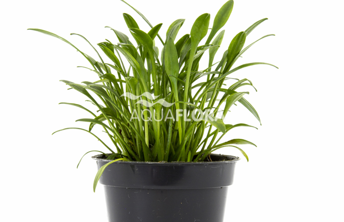 Cryptocoryne Parva - Pe