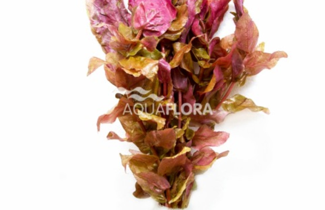 Rotala Macrandra - Ba