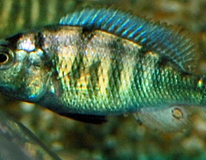 Victoria Buntbarsch Ch44