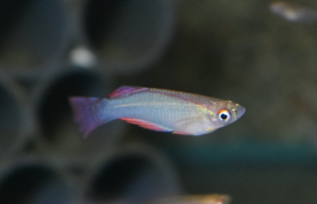 Lichtoogje Davidii Yabassi