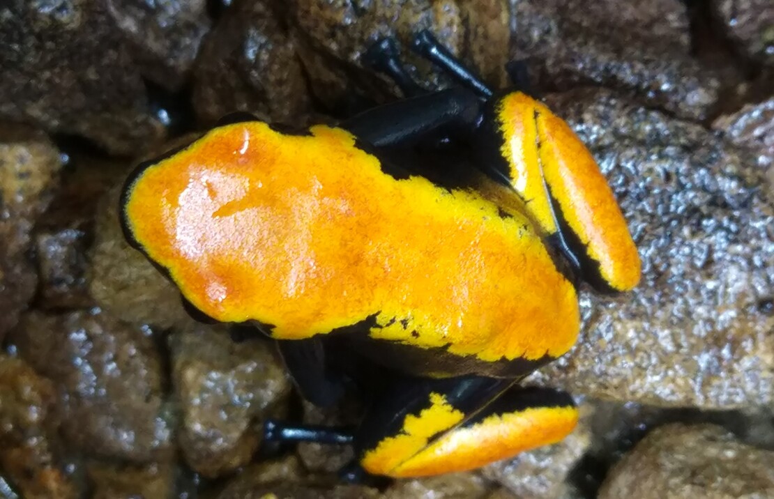 Adelphobates Galactonotus Orange