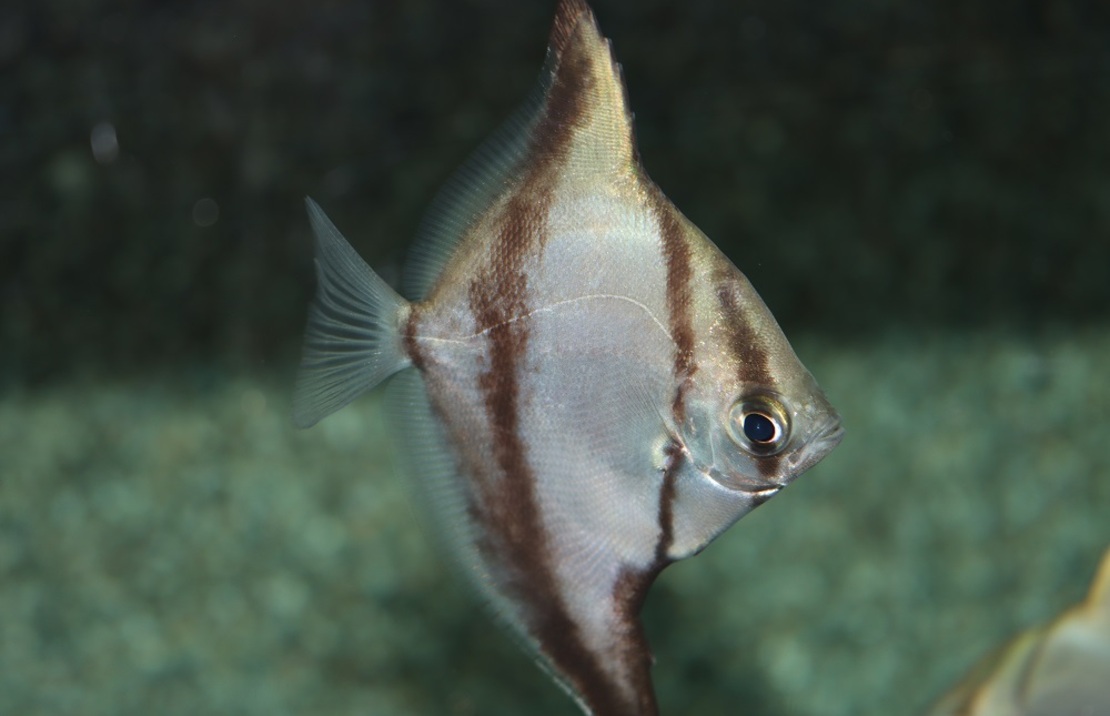 Poisson-lune D'afrique