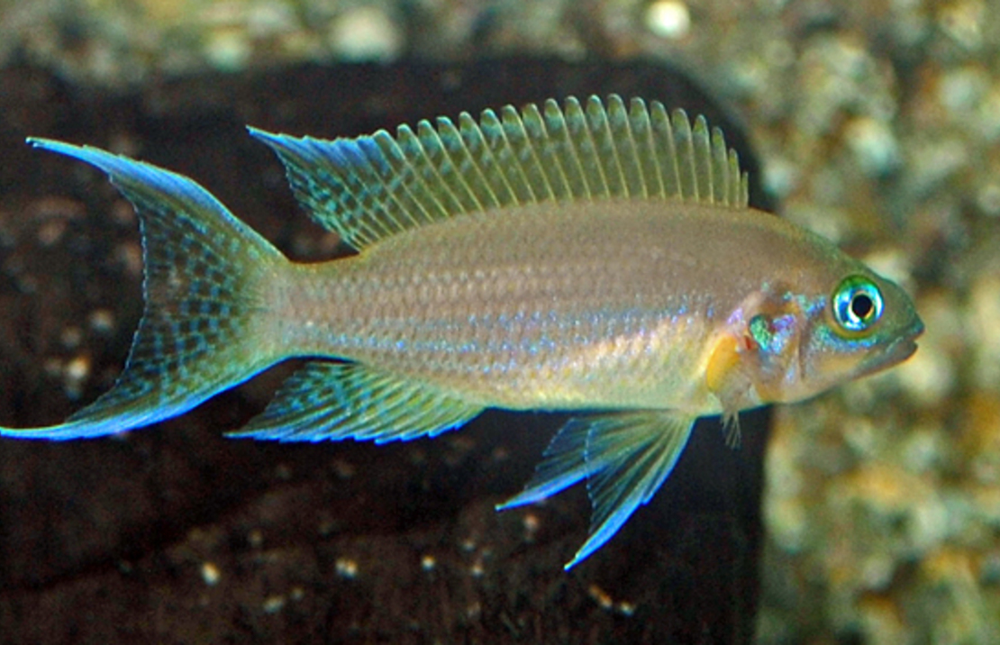 Tanganjika Buntbarsch Daffodil