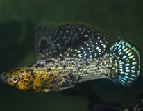 Molly Voile Noir Marbre