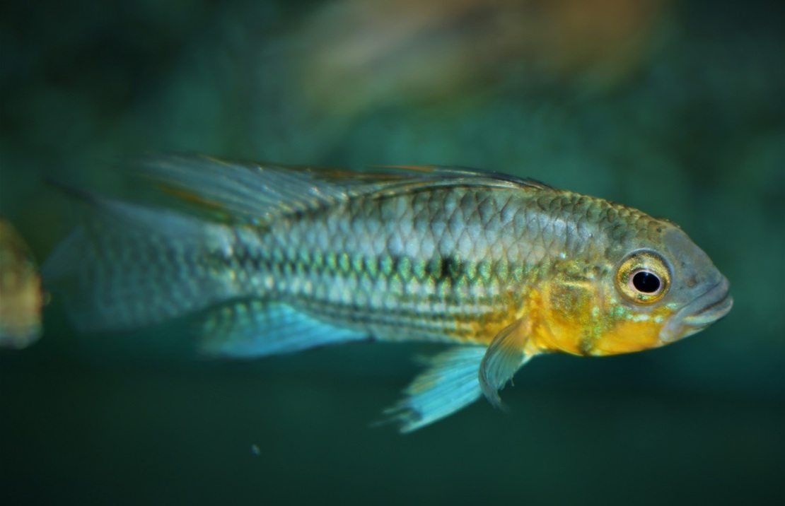 CichlidÉ Nain CacatoÈs