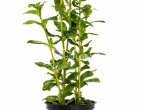 Hygrophila Polysperma - Pe