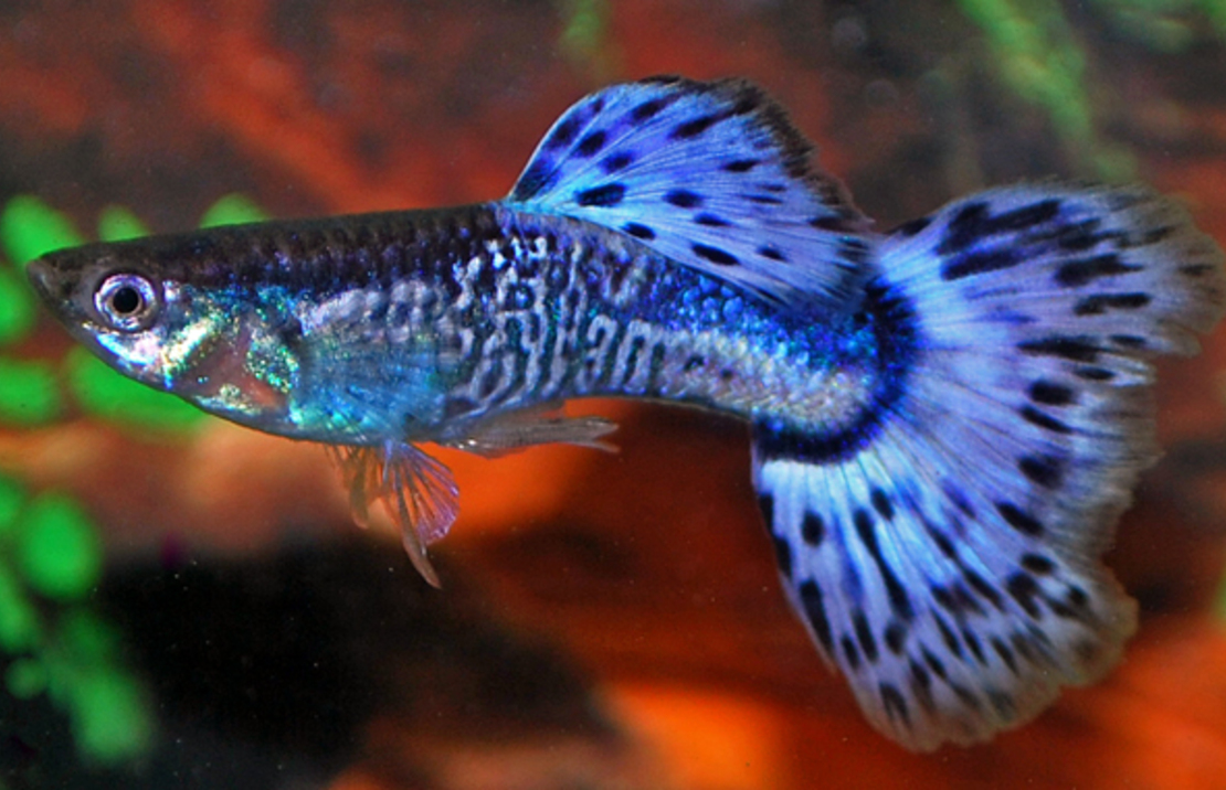 Guppy Snakeskin Blau Mann