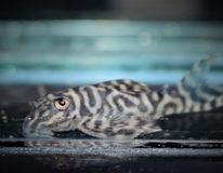 L333 Maze Zebra Pleco