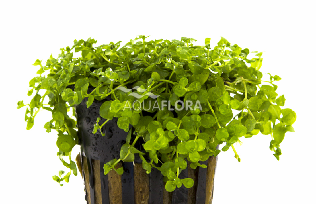 Micranthemum Species 'monte Carlo' - Pe