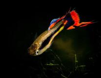 Endler Gup Campoma 42 (m/f)