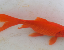 Goudvis Komeetstaart