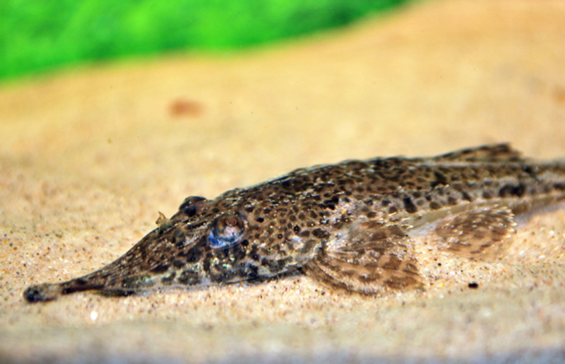 Hemiodontichthys Acipenserinus