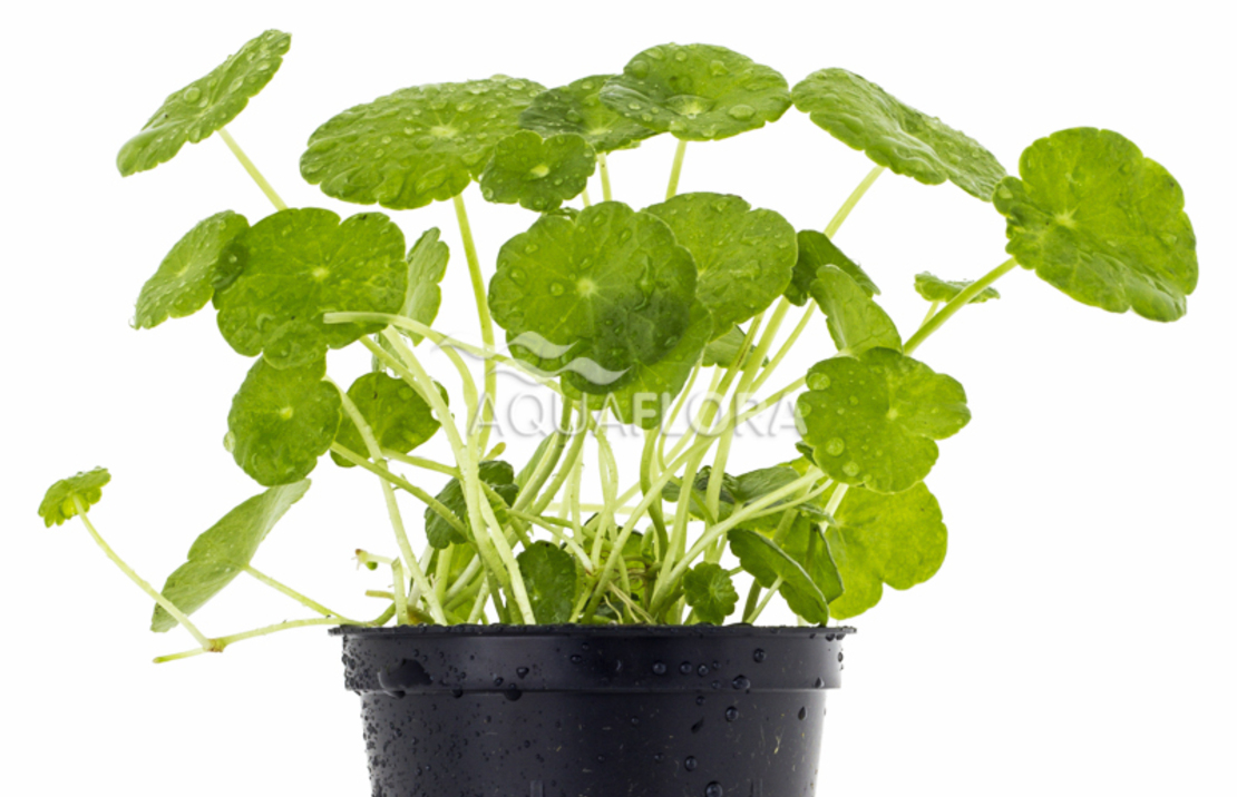 Hydrocotyle Verticillata - Pe