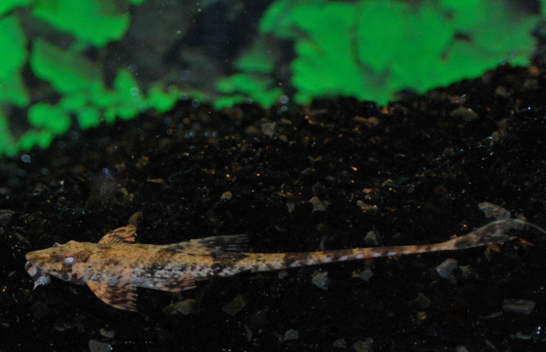 Loricaria Filamentosa