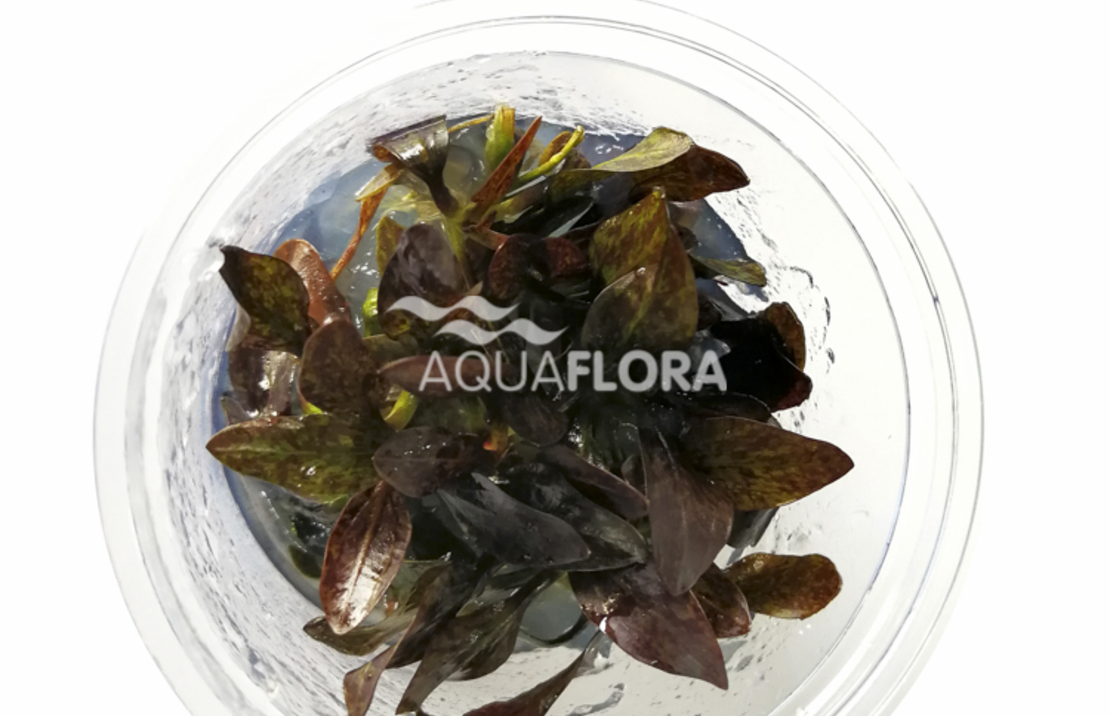 Echinodorus 'reni' - In Vitro Cup