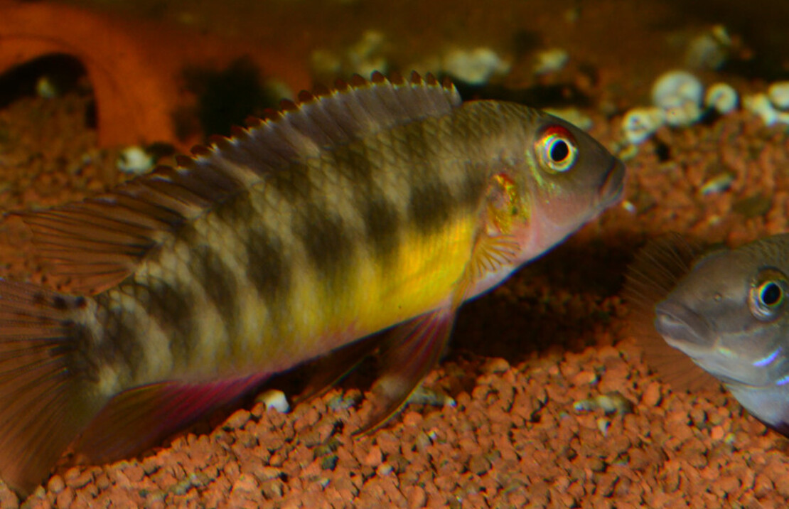 Dwergcichlide Humilis