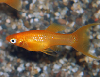 Molly Golddust Schleier