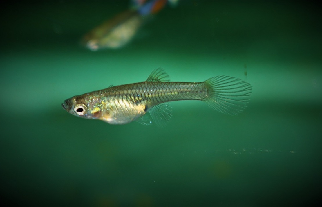 Guppy Endler Snakeskin Blau Mann