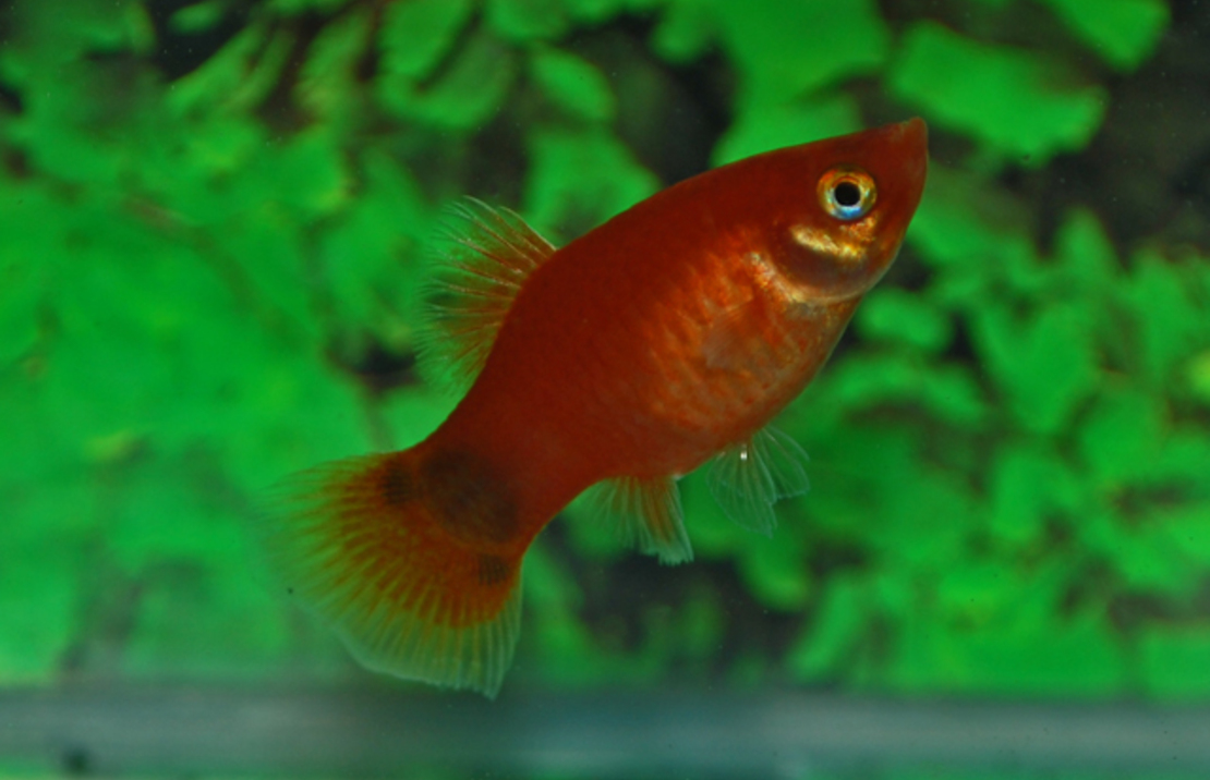 Platy Rouge Mickey