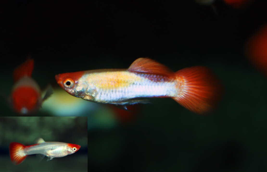 Guppy Koi  (m/f)