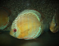 Discus Heckel Curidiqui