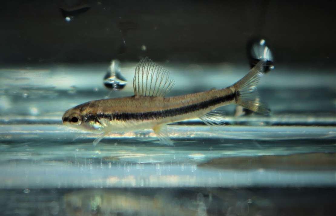Poisson De Fond Peru
