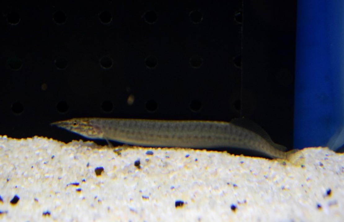 Stachelaal Pancalus
