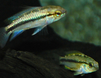 Apisto À Trois Bandes 