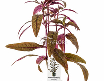 Alternanthera Sessilis - Pe